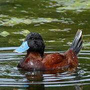 Andean Duck