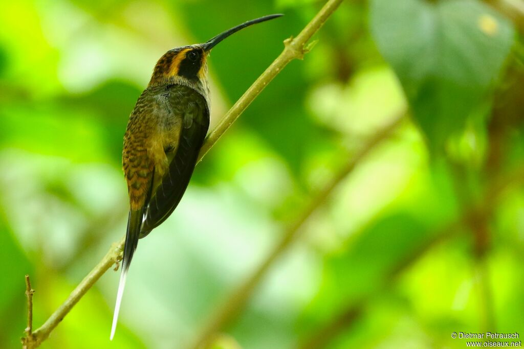 Scale-throated Hermitadult