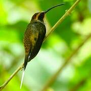 Scale-throated Hermit