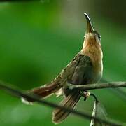 Rufous-breasted Hermit