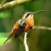 Reddish Hermit