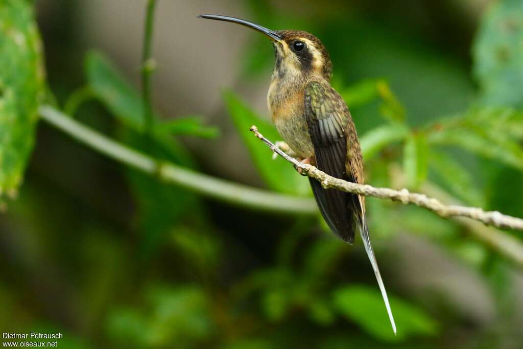 Dusky-throated Hermitadult, identification