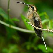 Dusky-throated Hermit