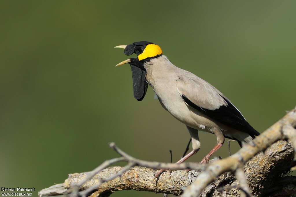 Wattled Starling male adult breeding, identification