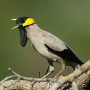 Wattled Starling