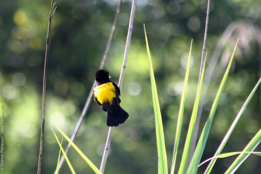 Yellow Bishop male adult breeding