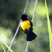 Yellow Bishop