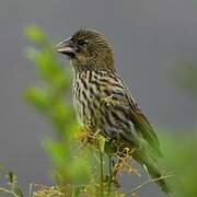 Yellow Bishop