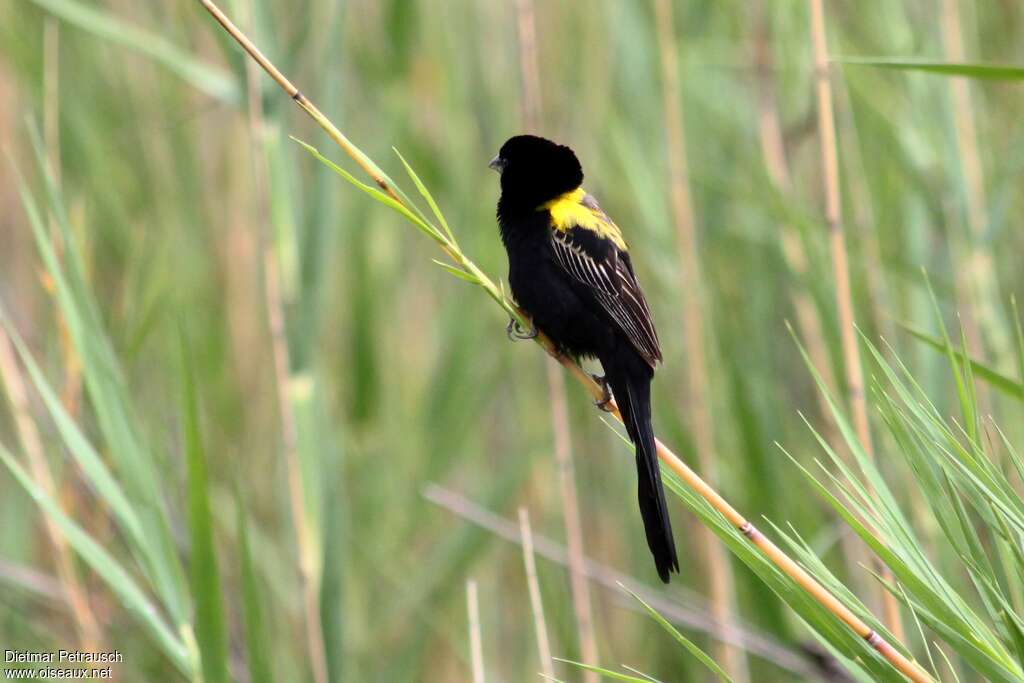 Yellow-mantled Widowbird male adult breeding, habitat, pigmentation