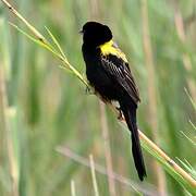 Yellow-mantled Widowbird