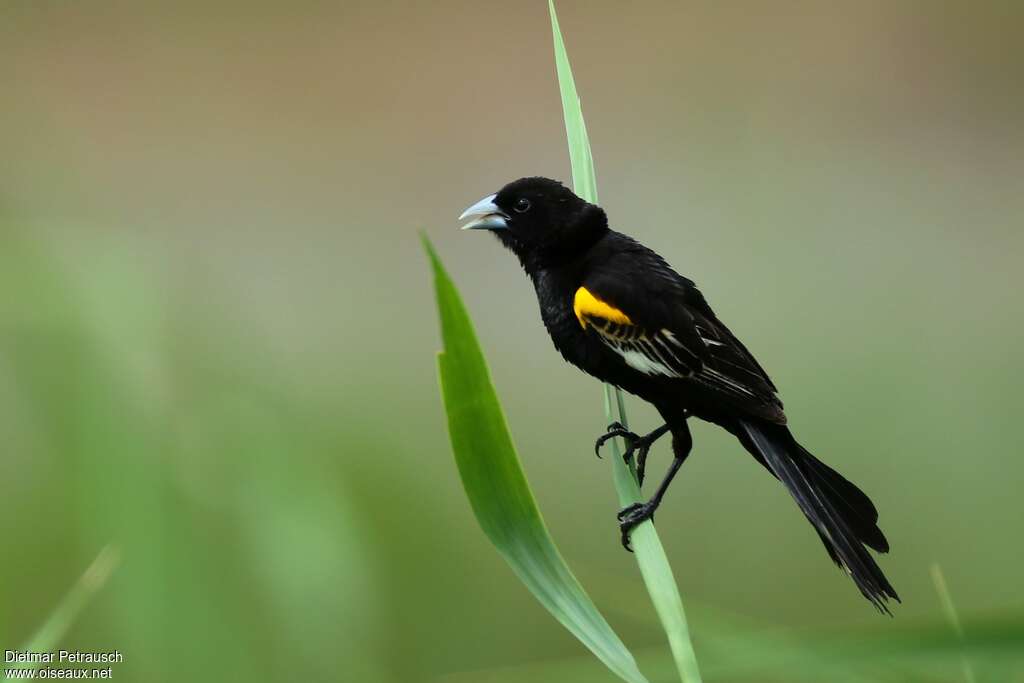 White-winged Widowbird male adult breeding, identification