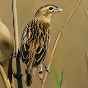 Fan-tailed Widowbird