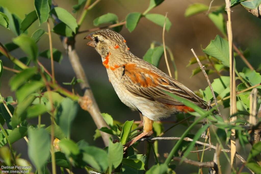 Southern Red Bishop male adult transition, moulting