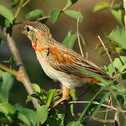 Southern Red Bishop