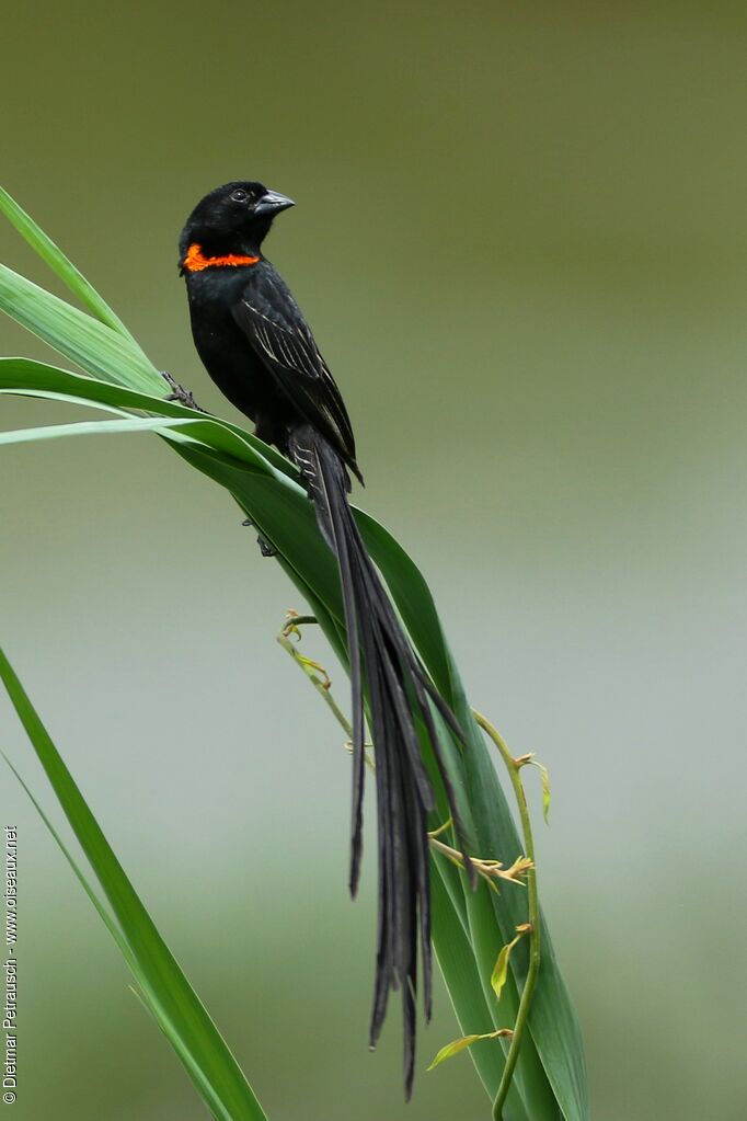 Red-collared Widowbird male adult breeding