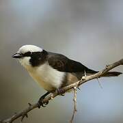 Southern White-crowned Shrike