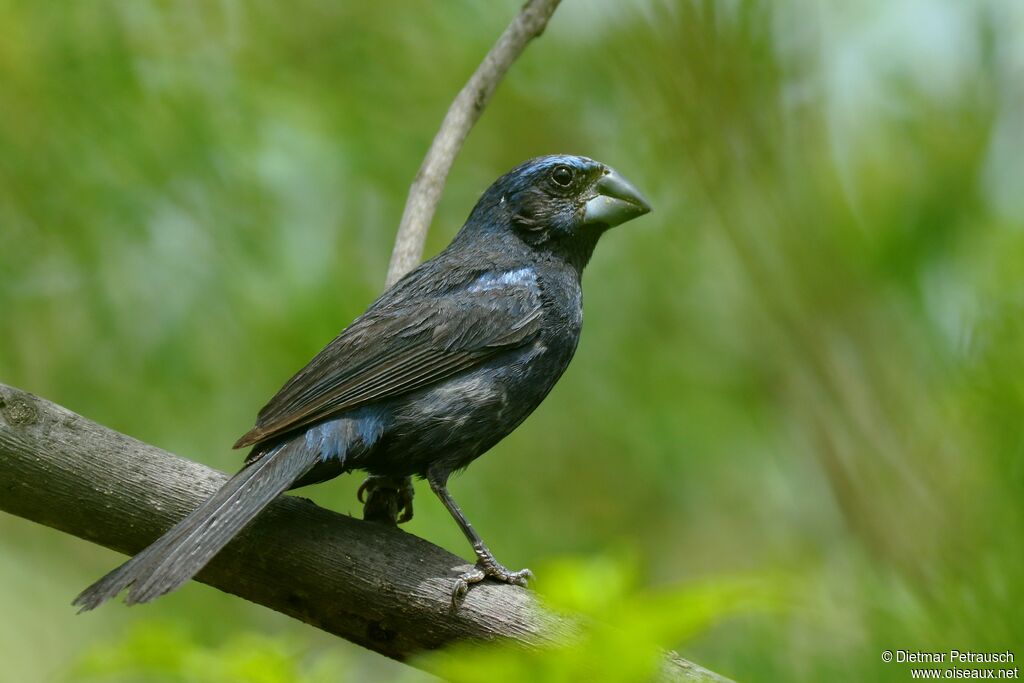 Ultramarine Grosbeak male adult