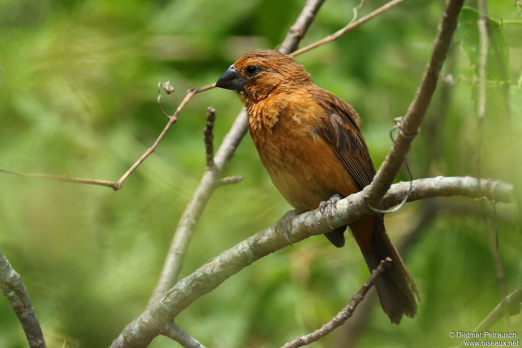 Ultramarine Grosbeak female adult