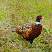 Common Pheasant