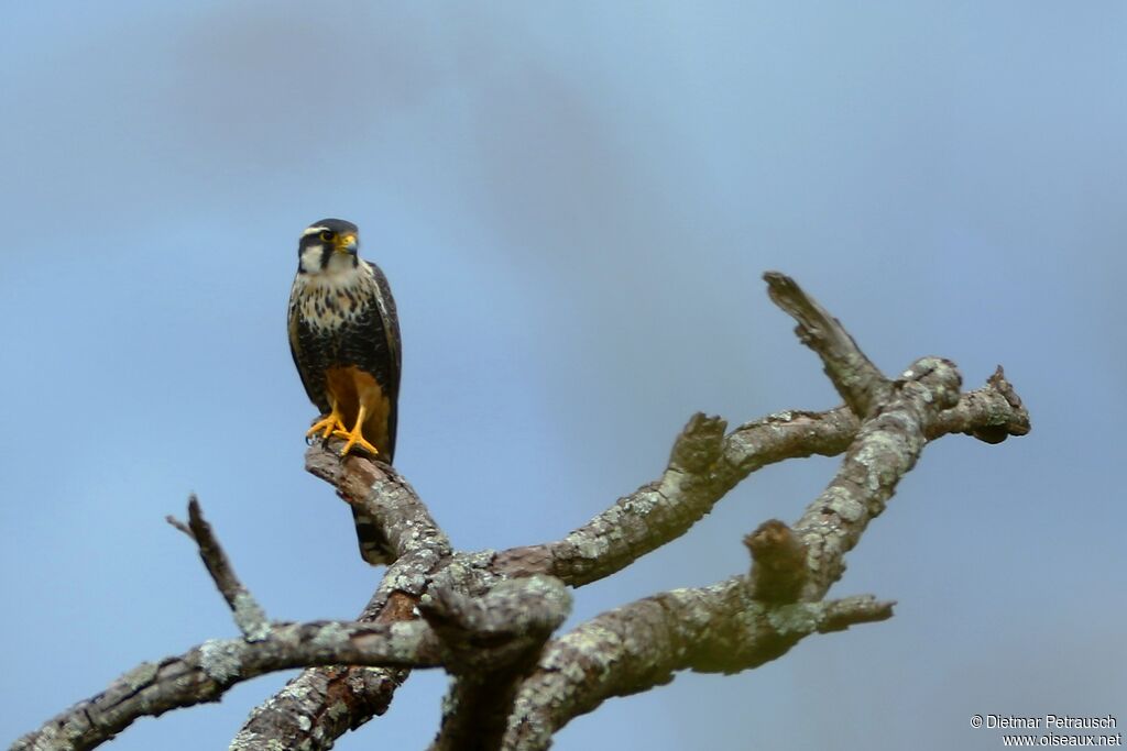 Aplomado Falconadult