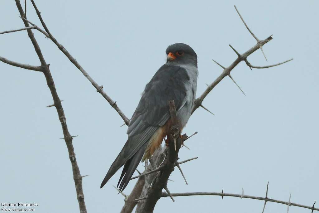 Amur Falcon male adult breeding, identification