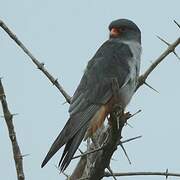 Amur Falcon