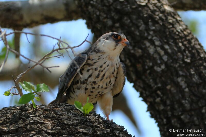 Amur Falcon female adult, close-up portrait