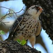 Amur Falcon