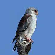 Pygmy Falcon