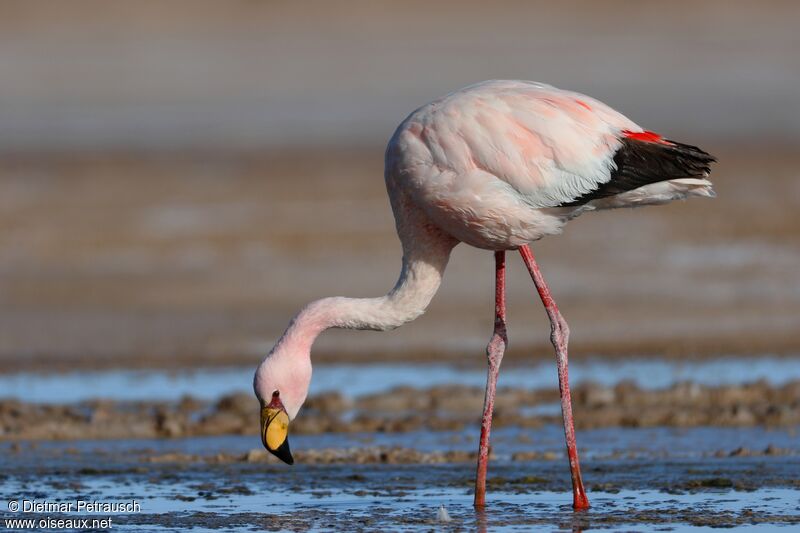 James's Flamingoadult, identification