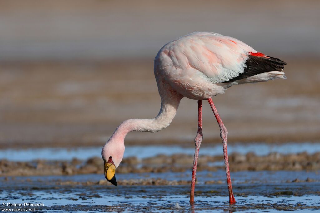 Flamant de Jamesadulte, identification