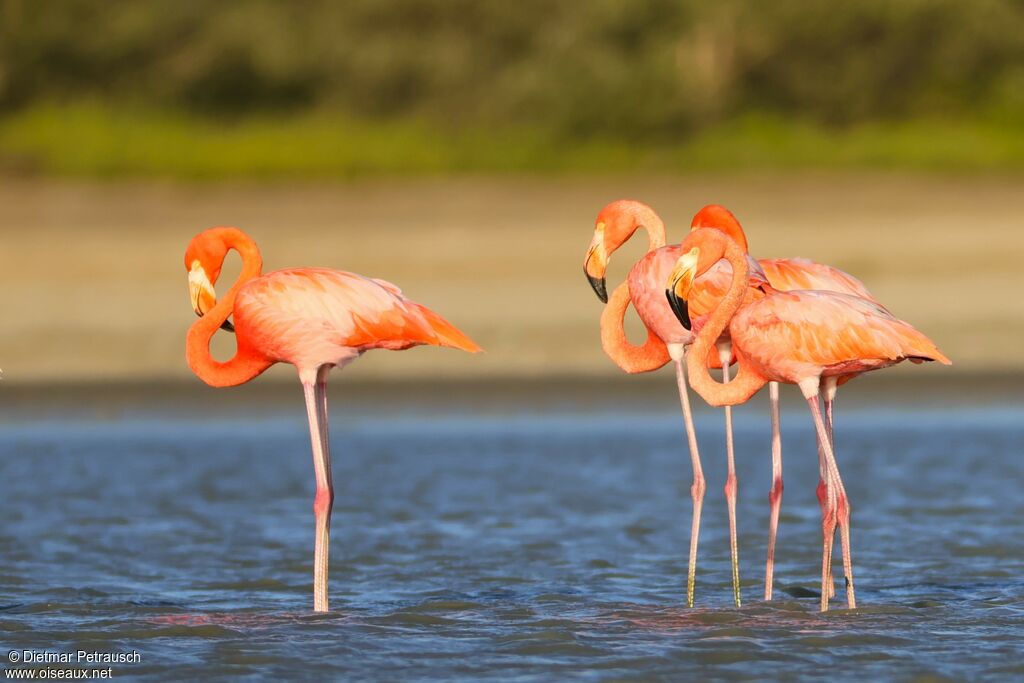 Flamant des Caraïbes