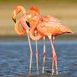Flamant des Caraïbes