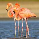 Flamant des Caraïbes