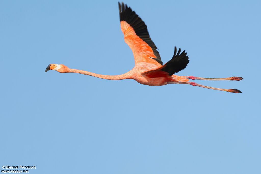 Flamant des Caraïbesadulte, Vol