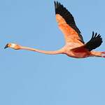 Flamant des Caraïbes