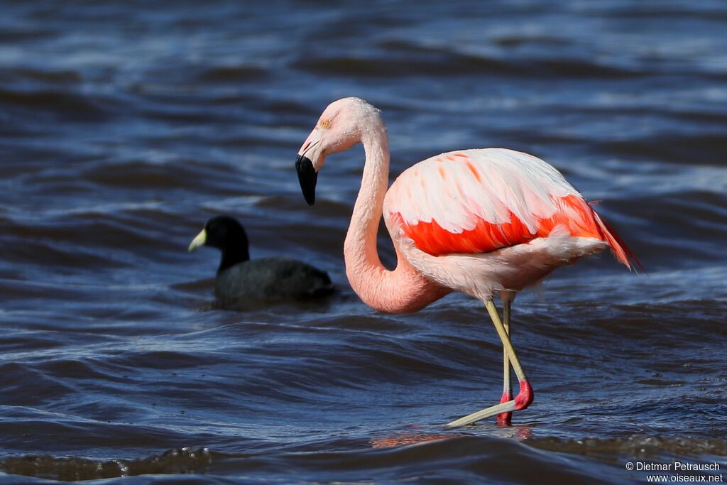 Chilean Flamingoadult