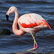 Chilean Flamingo