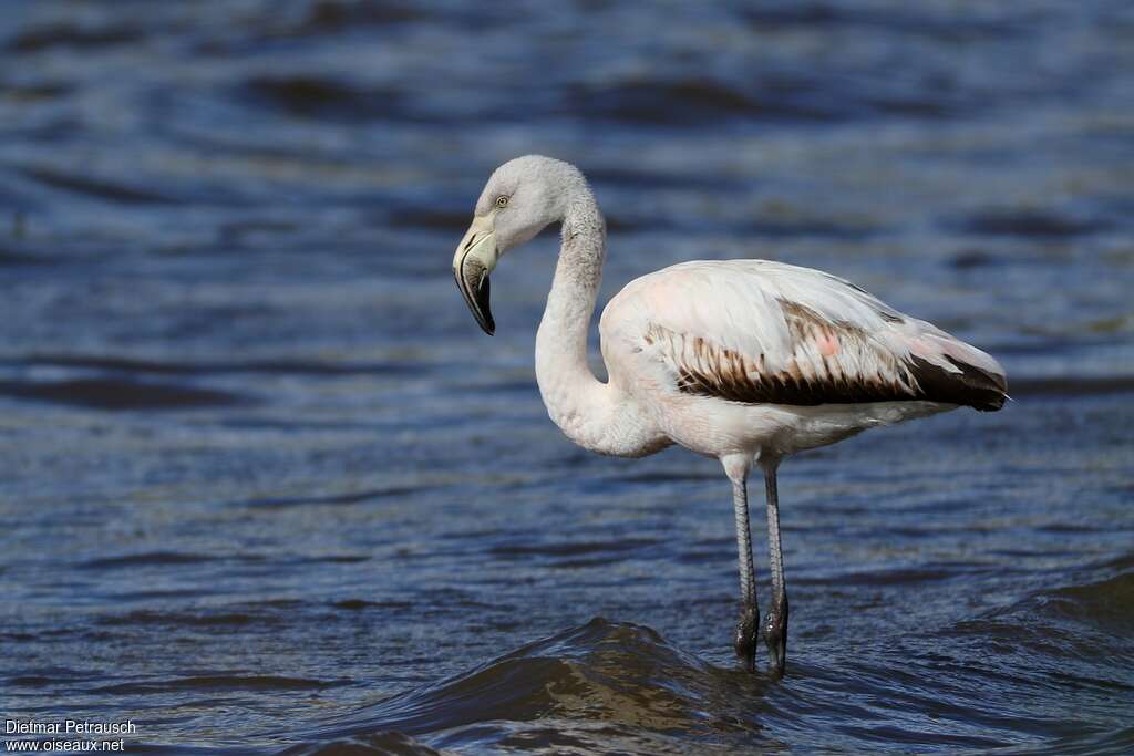 Chilean Flamingoimmature, identification