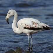 Chilean Flamingo