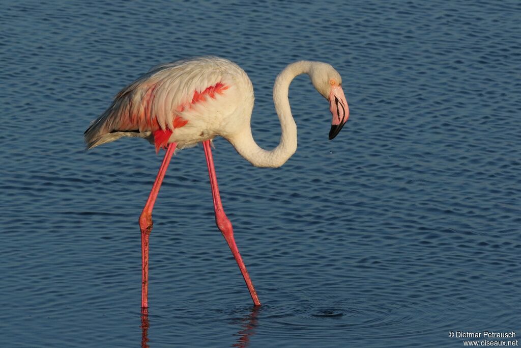 Flamant roseadulte