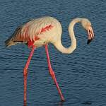 Flamant rose