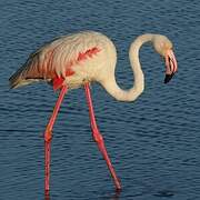 Flamant rose