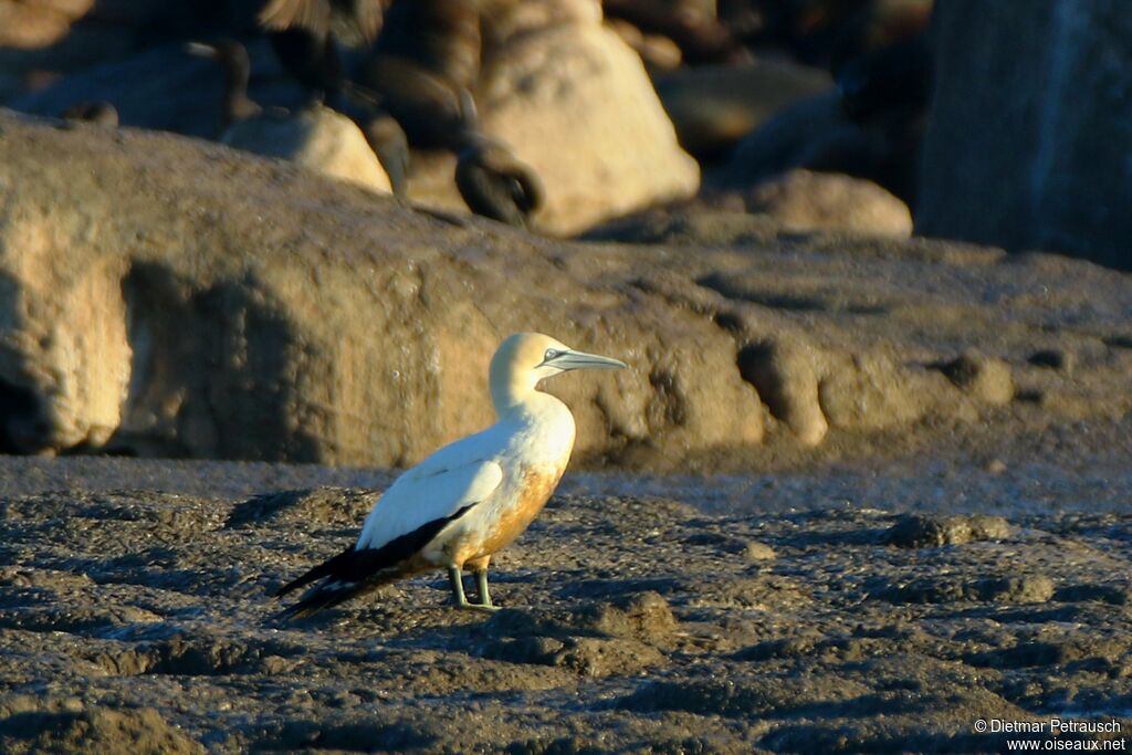 Cape Gannetadult