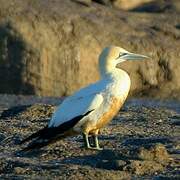 Cape Gannet