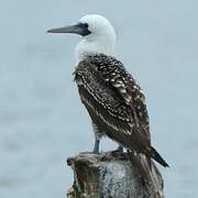 Peruvian Booby