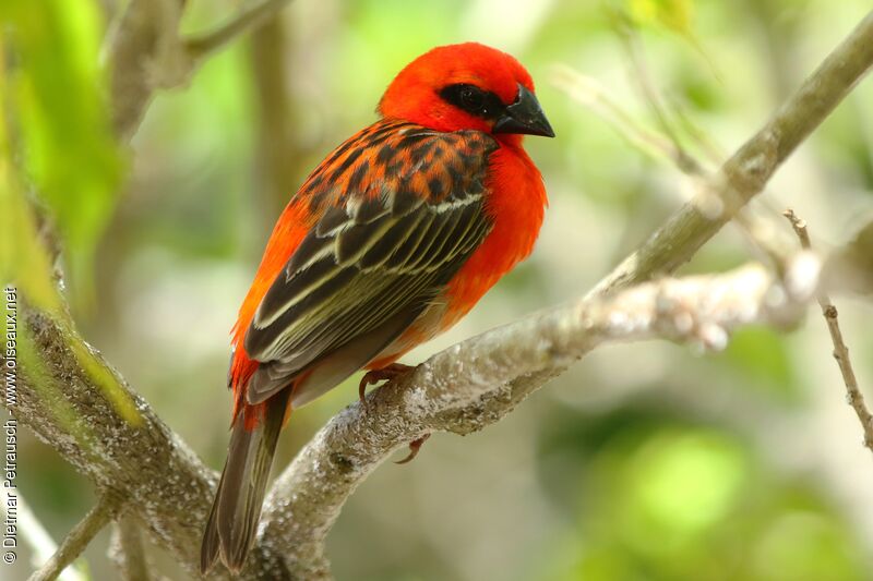 Red Fody male adult breeding