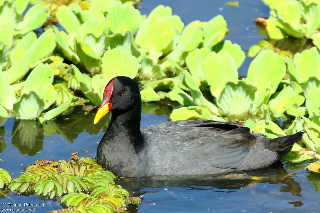 Foulque à front rougeadulte