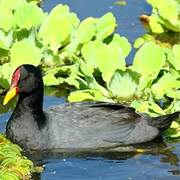 Red-fronted Coot