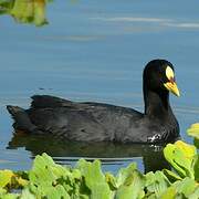 Red-gartered Coot